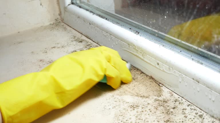 Why You Should Choose Our Mold Remediation Services in Columbia, TN